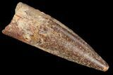 Spinosaurus Tooth - Real Dinosaur Tooth #96512-1